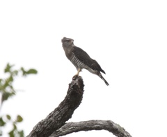 Circaetus fasciolatus