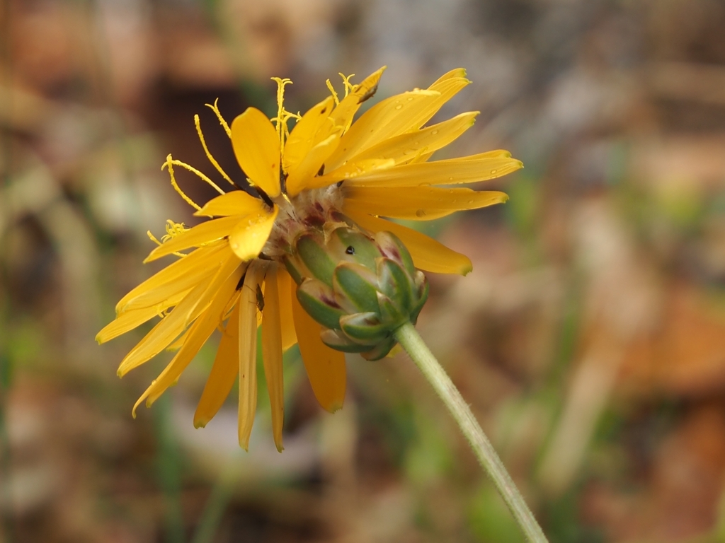 Hymenonema laconicum