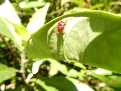 Paratrachelophorus nodicornis