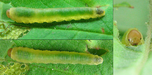 Endelomyia aethiops (Gmelin, 1790)