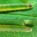 Rose Slug Sawfly - Photo (c) Alexander Boldyrev, some rights reserved (CC BY-NC), uploaded by Alexander Boldyrev