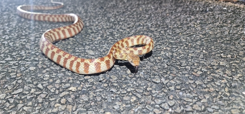 Brown Tree Snake sighting