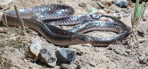Northern Small-eyed Snake