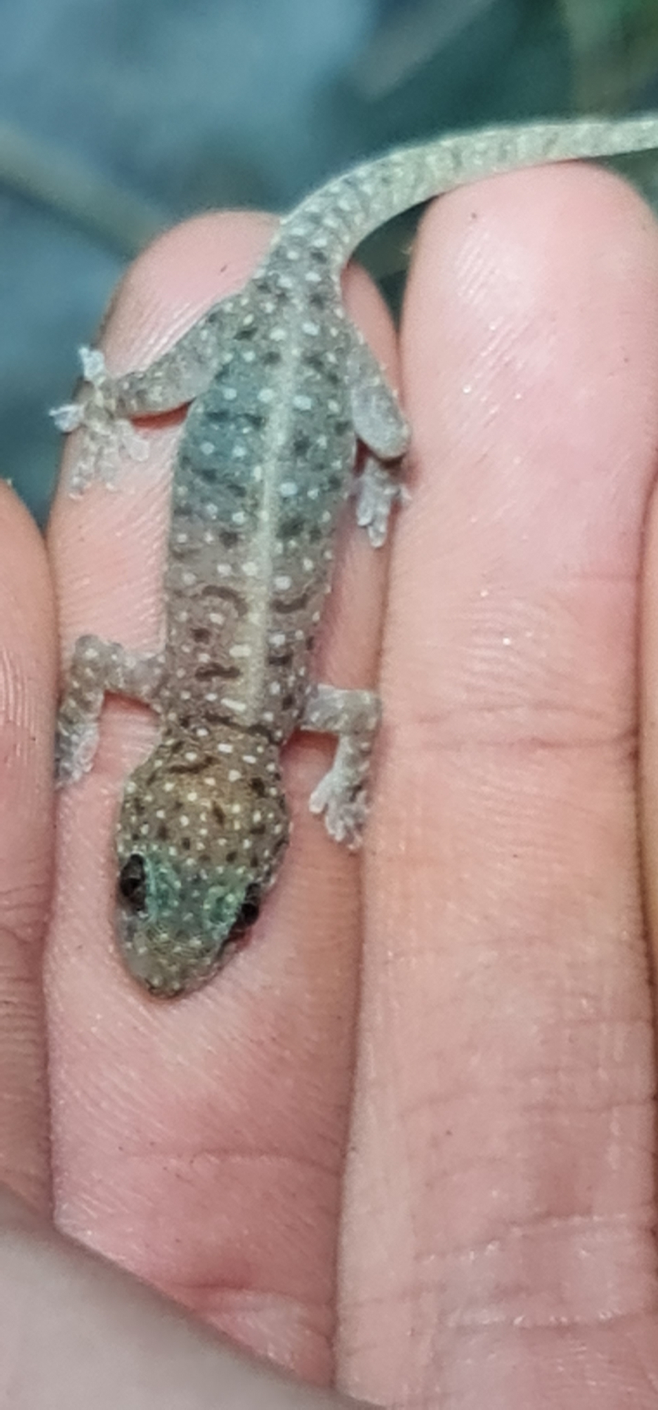 Northern Spotted Rock gecko (or Dtella), Gehyra nana