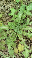 Sonchus asper