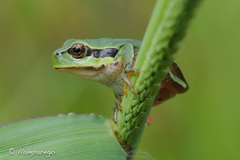 Hyla molleri