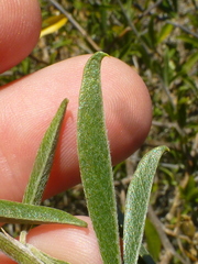 Psoralea venusta