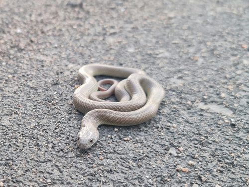 Pygmy Mulga Snake