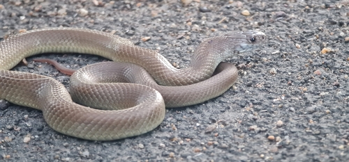 Pygmy Mulga Snake