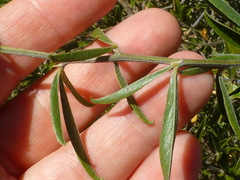 Psoralea venusta