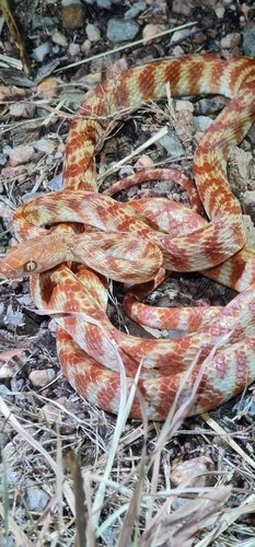 Brown Tree Snake sighting