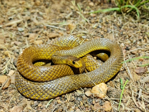 Northern Brown Snake