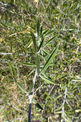 Psoralea venusta