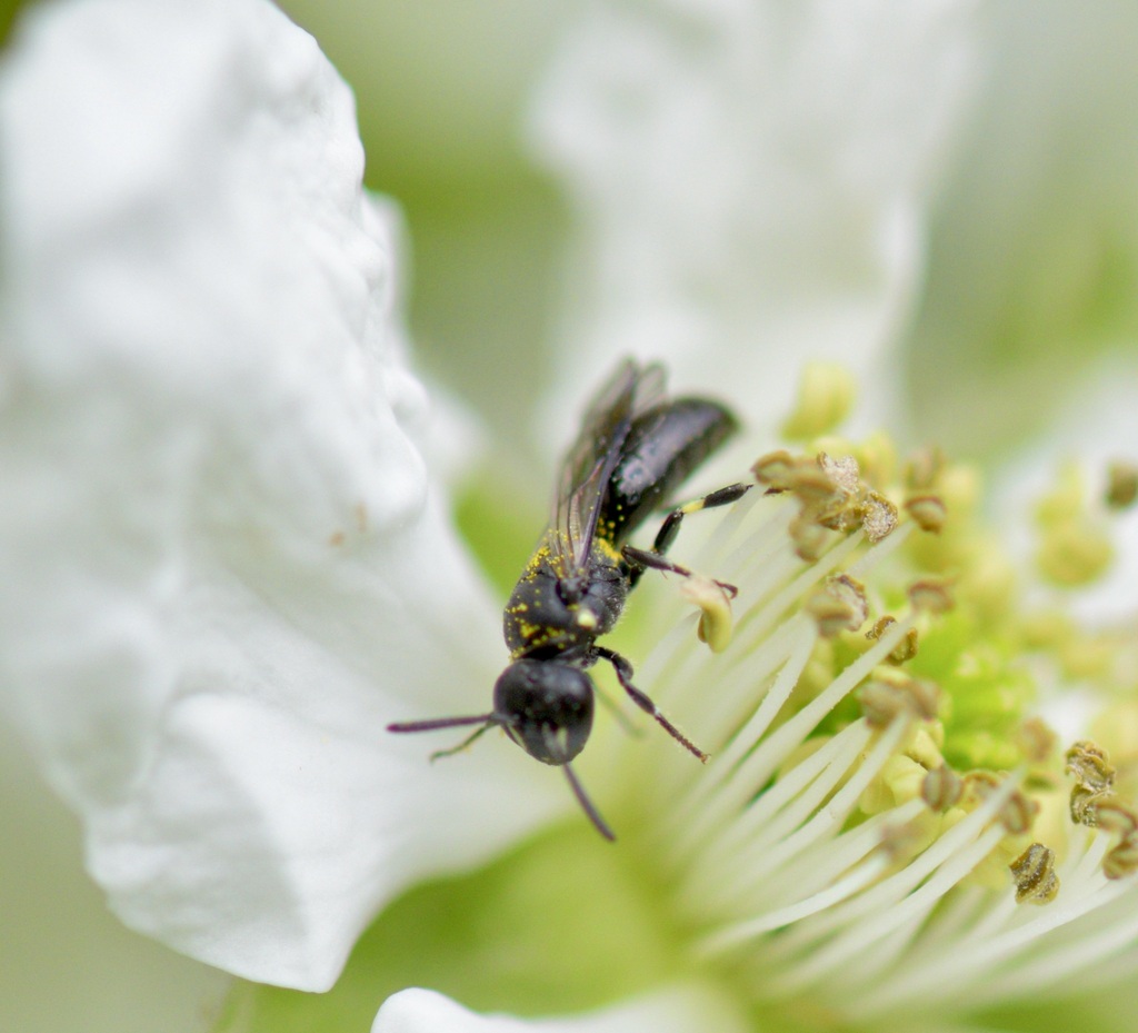 Annulate Masked Bee