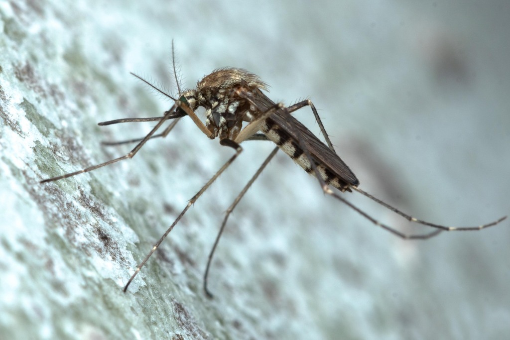 Inland Floodwater Mosquito