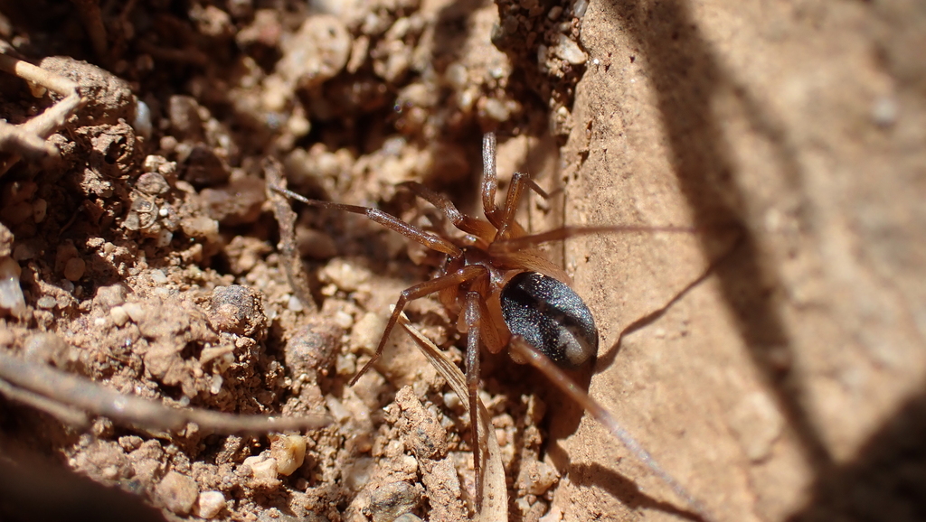 Zodarion pseudoelegans