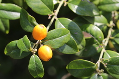 Cassinopsis ilicifolia