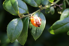 Cassinopsis ilicifolia