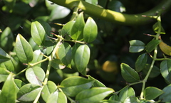 Cassinopsis ilicifolia