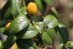 Cassinopsis ilicifolia