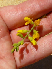 Lebeckia sepiaria