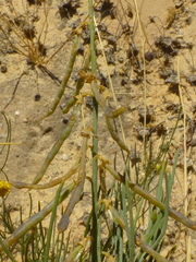 Lebeckia sepiaria