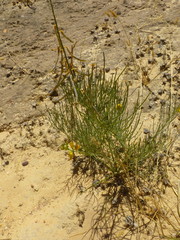 Lebeckia sepiaria