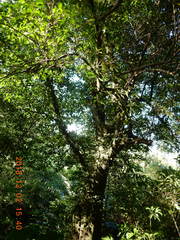 Ficus ampelos
