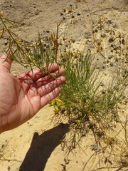 Lebeckia sepiaria