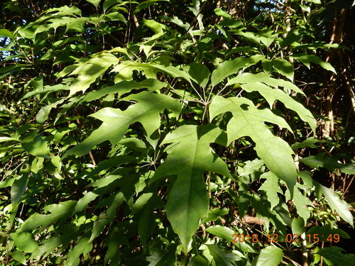 Heptapleurum heptaphyllum