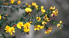 Pultenaea juniperina