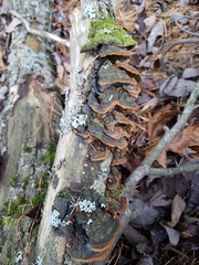 Phellinopsis conchata