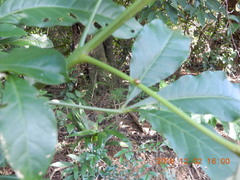 Melicope semecarpifolia