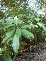 Turpinia ternata