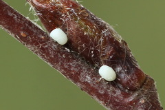 Achlya flavicornis