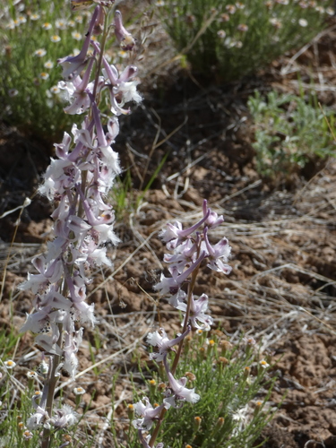 Image of Delphinium wootonii by (c) bmasinton, some rights reserved (CC BY-SA)