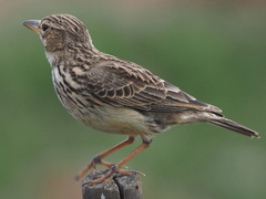 Galerida magnirostris