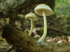 Pluteus inquilinus