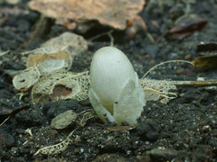 Volvariella murinella