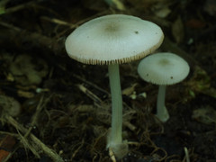 Volvariella murinella
