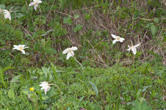 Anemonoides baldensis