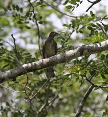 Indicator variegatus