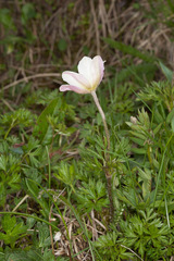 Anemonoides baldensis