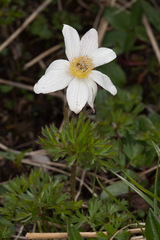 Anemonoides baldensis