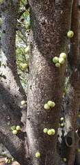 Ficus sansibarica