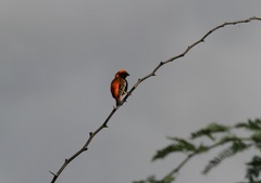 Euplectes nigroventris