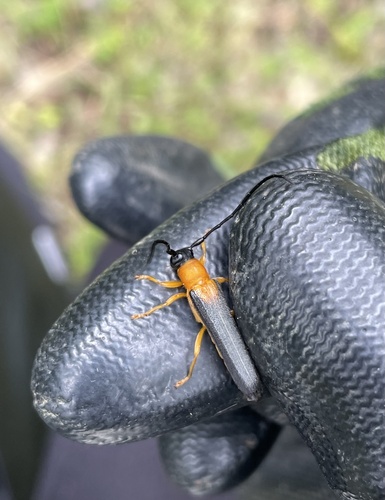Oberea mixta