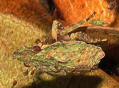 Tropiduchidae