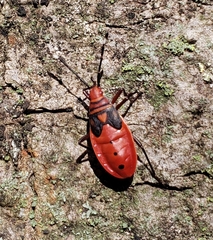 Probergrothius