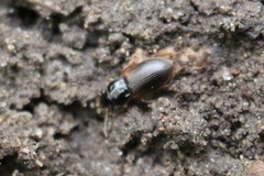 Anisodactylus sanctaecrucis